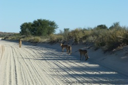 Nous suivons la maman guépard et ses 3 petits sur la piste