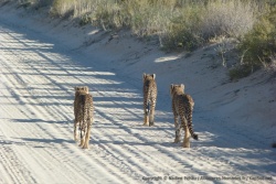 Les 3 rejetons sont suffisamment grands pour participer à une partie de chasse