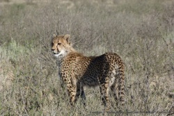 Guépard avec tous les sens en éveil