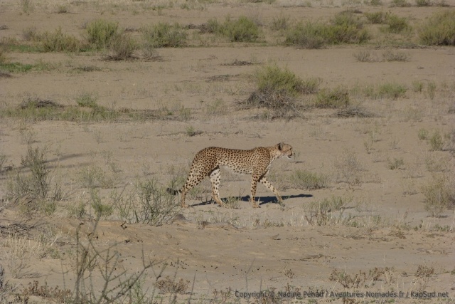 Quel bonheur de pouvoir observer cette superbe créature dans son habitat naturel