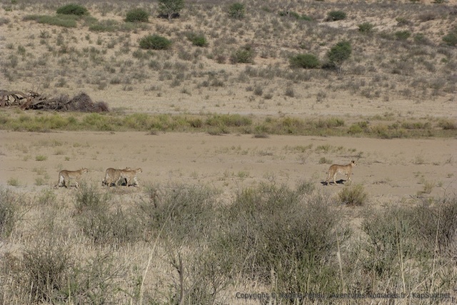 afrique-du-sud-2014-1212-175615