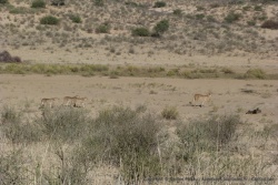 La mère guépard ouvre la voie en bon éclaireur