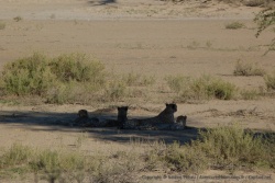 Toute la famille guépard se réunit à l'ombre d'un arbuste