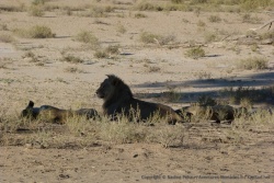 Juste après la famille guépards, la famille lions !