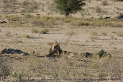 Seul le lion daigne nous prêter quelque attention
