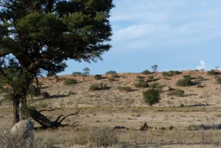 Un beau tableau que nous offre la Kgalagadi