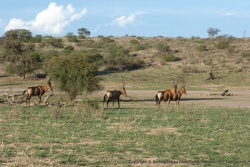 Ce ne sont pas nos antilopes préférées, mais on est content d'en voir