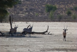 Non loin des lionnes, des oryx les surveillent attentivement