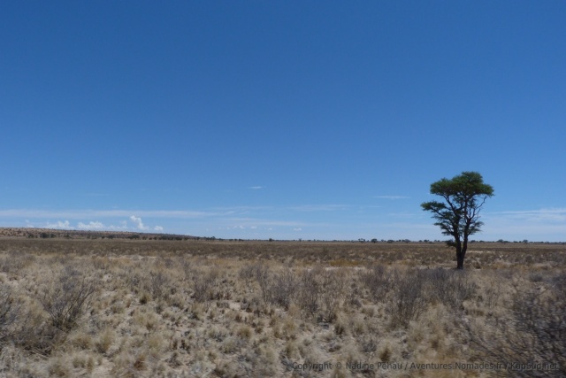 Ces panoramas désolés nous rappellent que le KTP est bien dans le désert du Kalahari