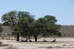 Par plus de 40° à l'ombre, tous les animaux fuient les rayons cuisants du soleil