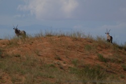 Parfois, des silhouettes d'oryx interrompent l'horizon des dunes