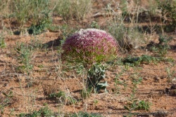 Cadeau improbable du désert après les pluies, une surprenante fleur vivement colorée