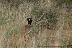 Cette sorte d'outarde est probablement l'animal qu'on voit le plus souvent dans cette partie du parc