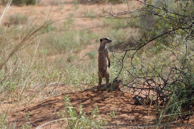 Les suricates font partie de ces animaux emblématiques du désert de Kalahari