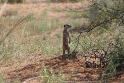 Les suricates font partie de ces animaux emblématiques du désert de Kalahari