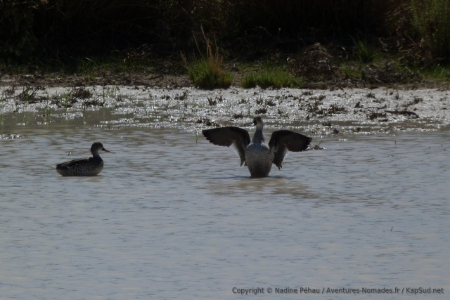 La dernière chose qu'on s'attend à voir dans un désert comme le Kalahari c'est bien un canard !