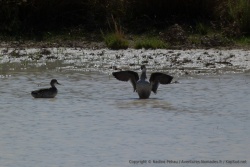 La dernière chose qu'on s'attend à voir dans un désert comme le Kalahari c'est bien un canard !