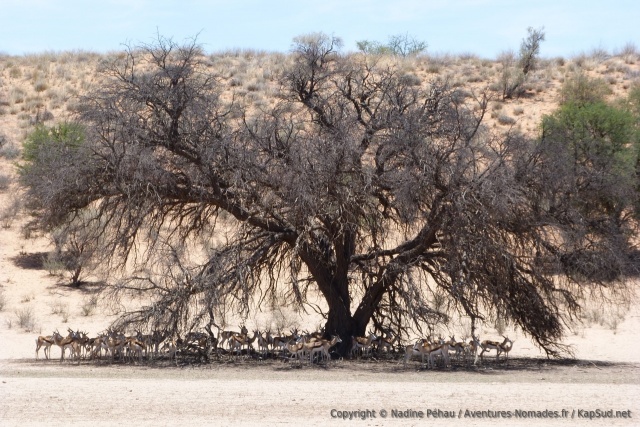 Les troupeaux de springboks se rassemblent tous sous les arbres