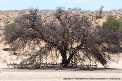 Les troupeaux de springboks se rassemblent tous sous les arbres