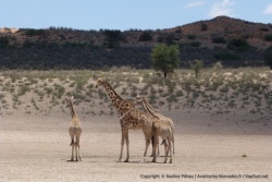 Un beau girafe mâle et son harem