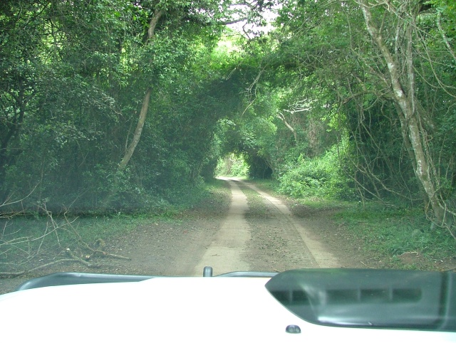 La piste s'enfonce dans une forêt à la végétation particulièrement dense