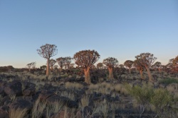 Forêt de quiver trees au soleil couchant