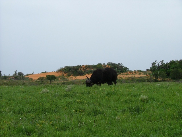 On croise même des buffles