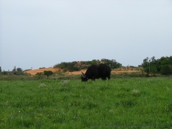 On croise même des buffles