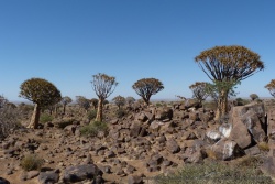 Le quiver tree est rare et précieux encore plus quand c'est une véritable forêt