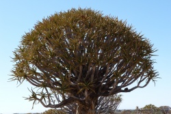 L'arbre a carquois est un arbre binaire, chaque branche se divise en deux