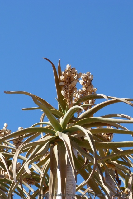 Une fleur d'arbre à carquois