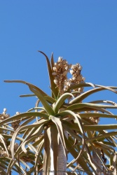 Une fleur d'arbre à carquois