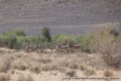 Dès l'entrée dans la réserve du Fish River Canyon, la faune est présente