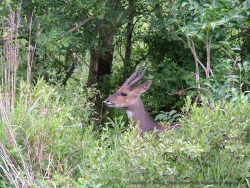On dirait un chamois