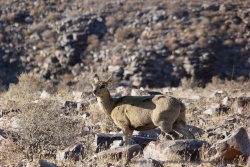 Un oréotrague, petite antilope des montagnes bien costaude