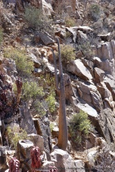 Cecoin de la Namibie, est réputée pour ses espèces végétales très particulières comme cette sorte de baobab épineux