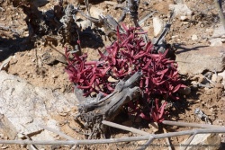 Pour s'adapter aux conditions de vie extrême, les plantes développent toute sorte de stratégie pour survivre