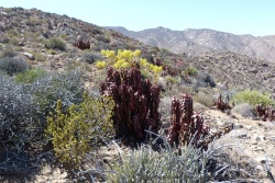 Finalement, nous sommes étonnés par la diversité des plantes rencontrées