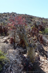 Dans des conditions aussi particulières, les plantes se révèlent parfois très étranges