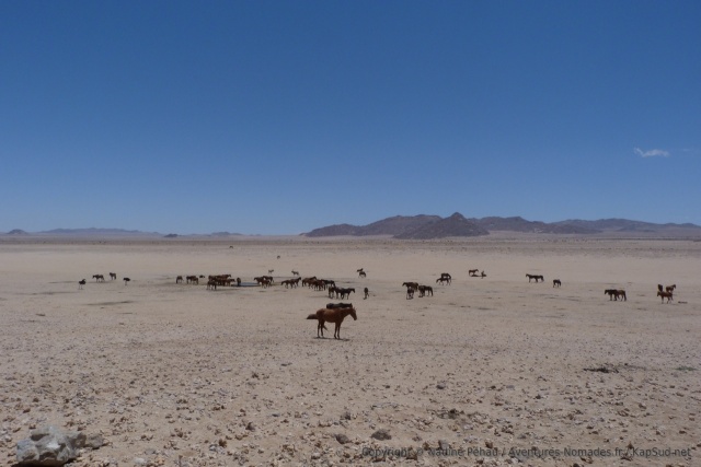 Nous nous arrêtons à Aus pour apercevoir les fameux chevaux sauvages