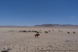 Nous nous arrêtons à Aus pour apercevoir les fameux chevaux sauvages