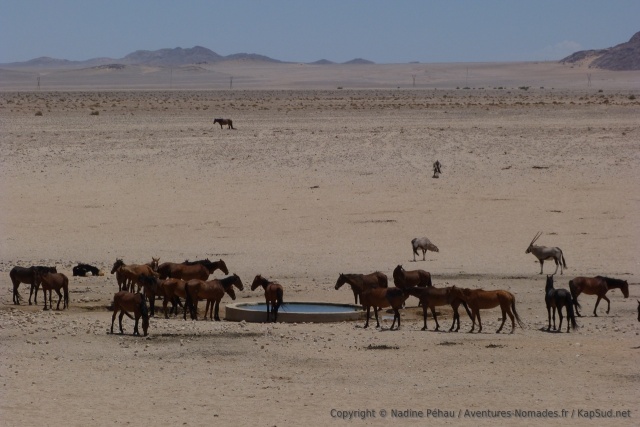 Le point d'eau aménagé de Garub est un des meilleurs endroits pour voir les chevaux sauvages