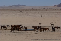 Le point d'eau aménagé de Garub est un des meilleurs endroits pour voir les chevaux sauvages