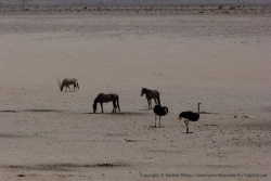 Toute la faune des alentours se retrouvent près du point d'eau