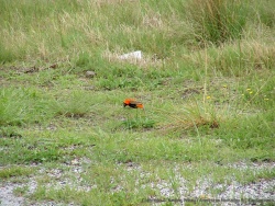 Un petit oiseau tout en contraste coloré aperçu très souvent au bord de cette longue nationale