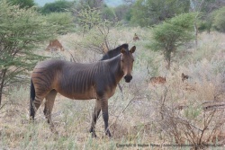 Un matin, le fermier a découvert cette extraordinaire surprise dans son troupeau de chevaux