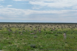 Bien que pas prévu au programme, nous sommes heureux de nous retrouver à Etosha
