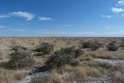 Les plantes en fleurs indiquent que les pluies sont déjà arrivées à Etosha