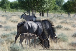 C'est la saison des naissances à Etosha