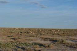 En arrivant au camp, nous traversons des troupeaux de springboks